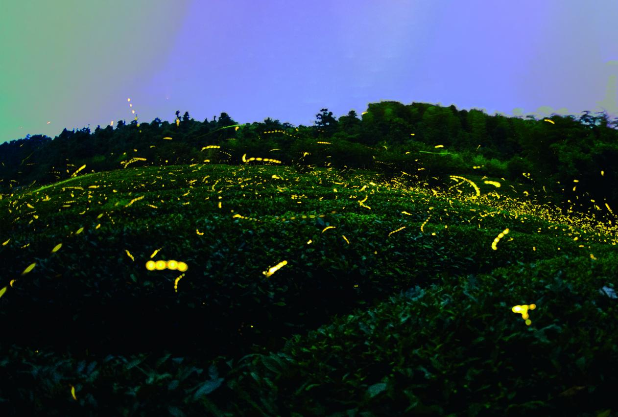 美岕萤火虫生态夜公园将开启 “夏夜花海·萤火虫之约”主题活动